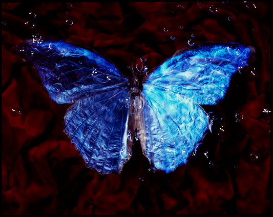 Underwater Elegance: Vanitas Photography with a Message of Conservation