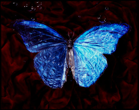 Breeding Beauty Below: Studio-Bred Endangered Butterflies in Vanitas Photography