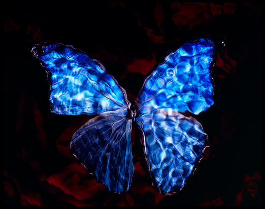 Rare Blue Wings: Vanitas Photography in Black Water Symbolic of Ecocide
