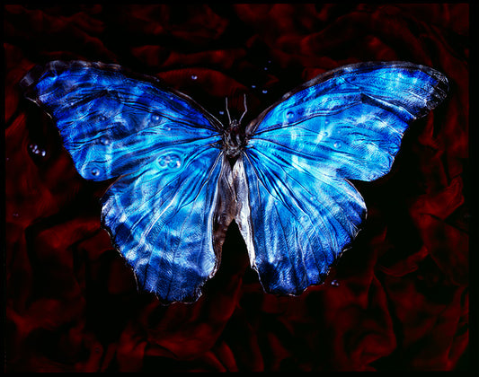 Endangered Beauty In Nature: Blue Winged Butterfly in Vanitas Photography