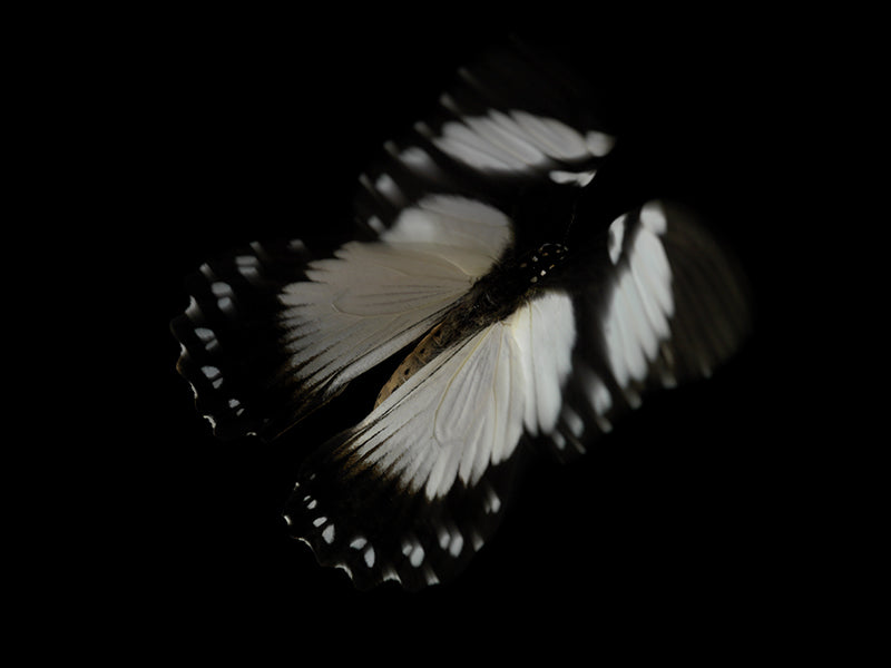 Vanishing Beauty: Underwater Photography of Fluttering Life