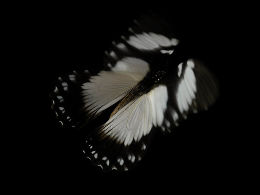 Vanishing Beauty: Underwater Photography of Fluttering Life