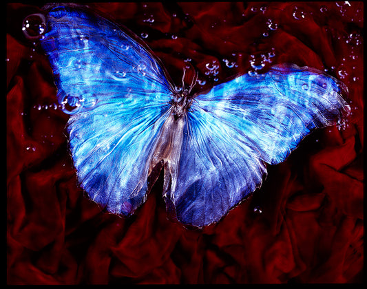 Blue Winged Butterfly in Black Water Studio created artworks