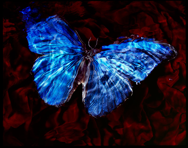 Rare Butterfly in Black Underwater Scene Natures Cry For Help