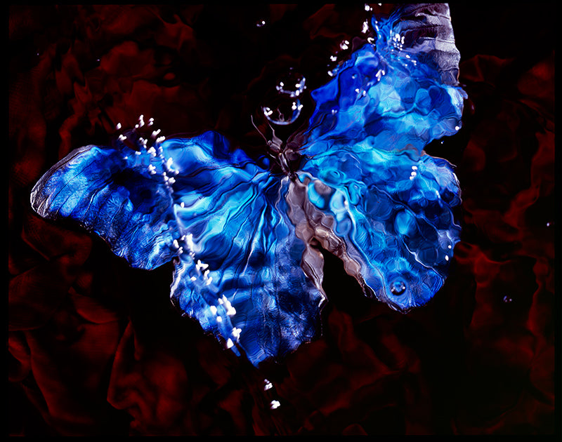 Rare and Endangered: Butterfly Vanitas in Black Water Photographic series