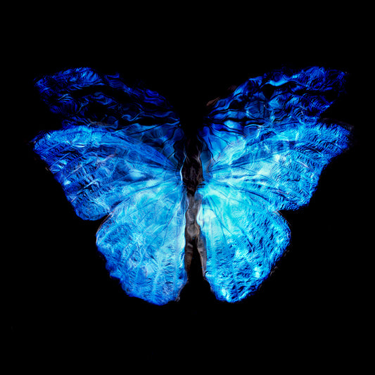 Endangered Nature: Modern Vanitas with Blue Winged Butterfly