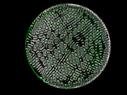 Einstein's Legacy in Color: Cymatics Photography and Gravitational Waves
