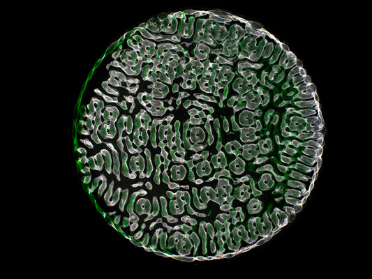 Einstein Reimagined: Cymatics Photography Redefines Gravitational Wave Visualization