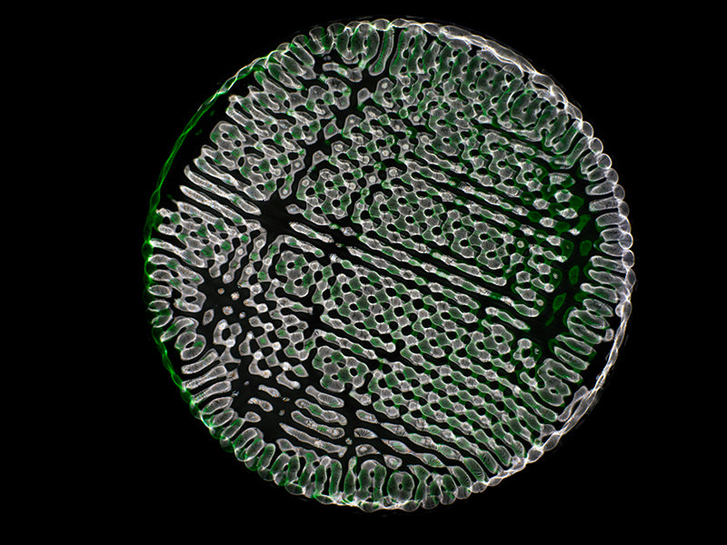 Harmony of the Cosmos: Cymatics Photography Showcases Gravitational Wave Beauty
