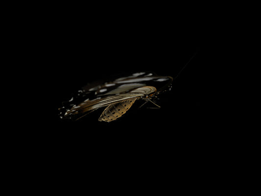 Ethereal Elegance: Butterfly Breeding in Liquid Beauty