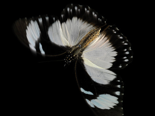 Aqueous Metamorphosis: Underwater Photography of Metaphors