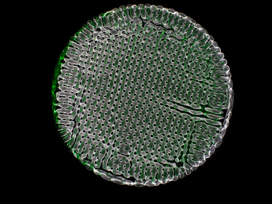 Dive into the Waves: Cymatics Photography and the Science of Gravitational Insights