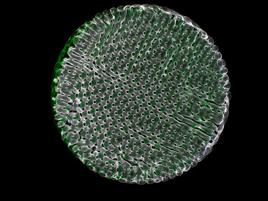 Einsteinian Insights: Cymatics Photography Sheds Light on Gravitational Wave Mysteries