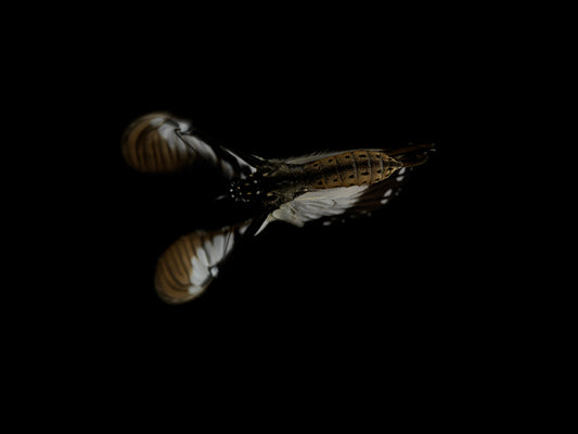 Transient Beauty: Underwater Butterfly Breeding in Liquid Time