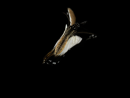 Fluidic Flutter: Underwater Photography of Life's Transience