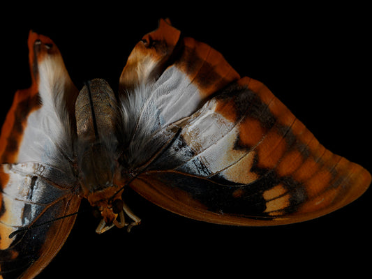 Ephemeral Whispers: Butterfly Breeding in Liquid Reverie
