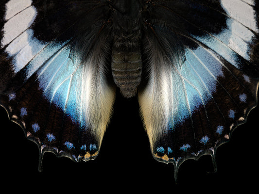 Vanishing Flight: Underwater Art in Reflections of Mortality