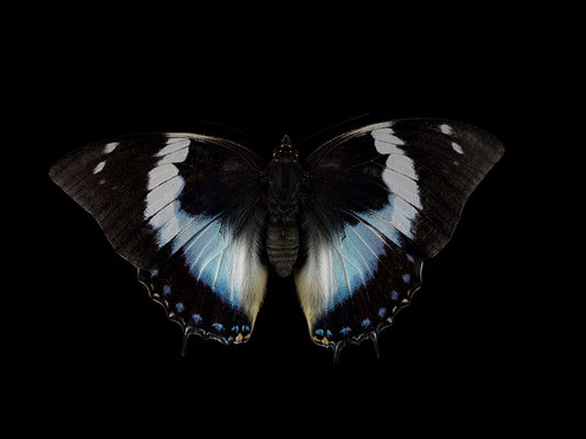 Aquatic Ballet: Butterfly Breeding in Liquid Harmony