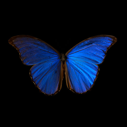 Submerged Symphony: Underwater Photography of Ethereal Beauty