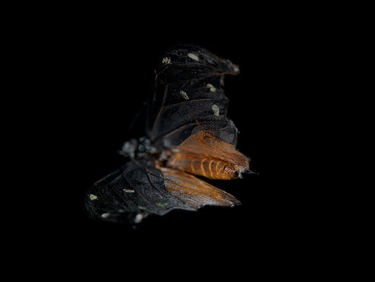 Aqueous Essence: Life and Mortality in Butterfly Breeding