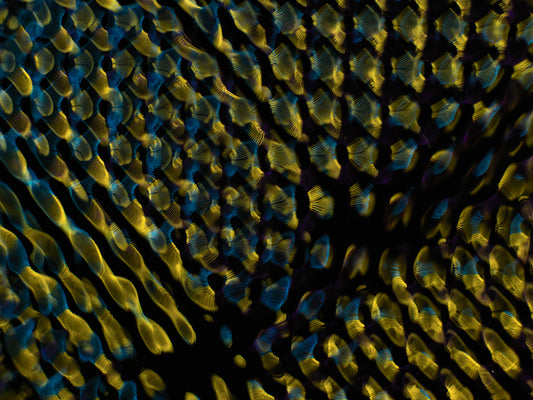 Einstein's Liquid Symphony: Gravitational Waves in Cymatics Photography