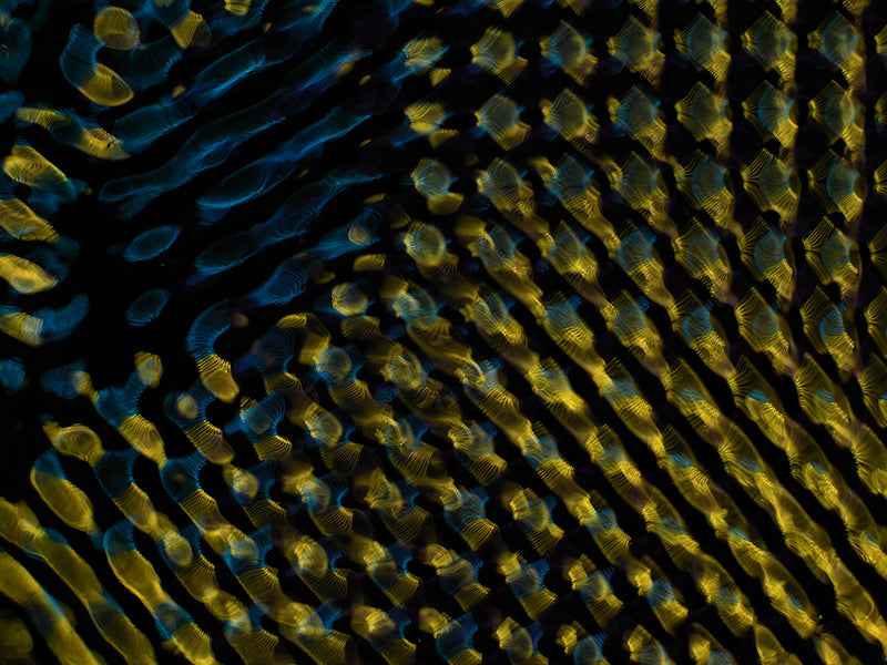 Liquid Light Show: Explore Gravitational Waves with Cymatics Photography