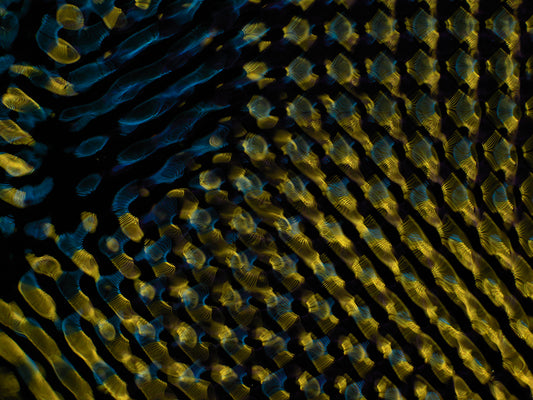 Liquid Light Show: Explore Gravitational Waves with Cymatics Photography