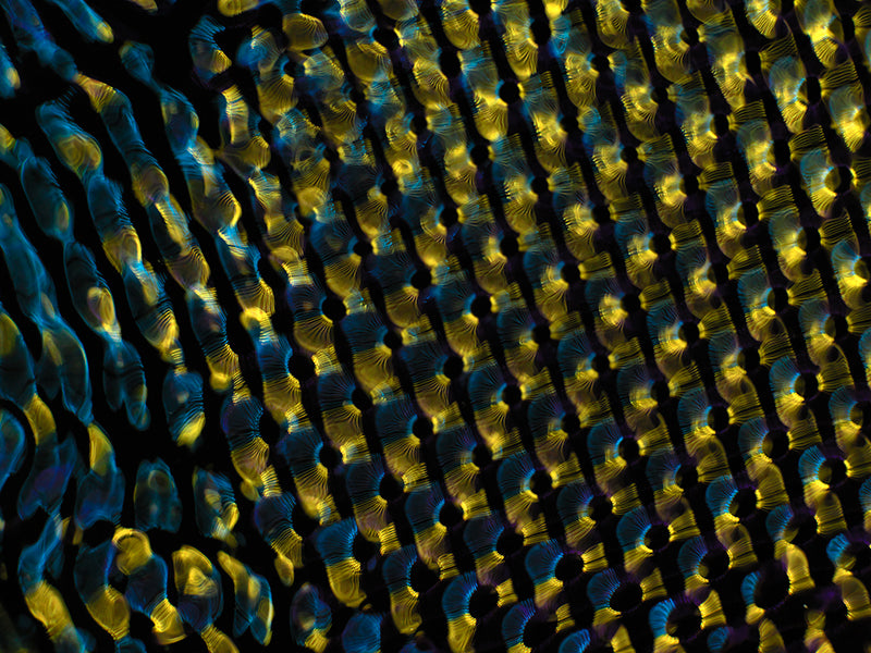 Einstein's Cosmic Canvas: Gravitational Waves Illustrated in Cymatics Photography