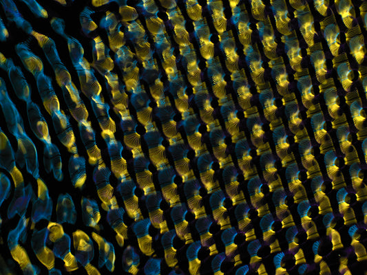 Einstein's Cosmic Canvas: Gravitational Waves Illustrated in Cymatics Photography