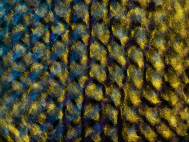 Web Creatives assets: Gravitational Waves Illustrated in Cymatics Art