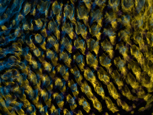Visual Discovery: Gravitational Waves Unveiled through Cymatics Photography