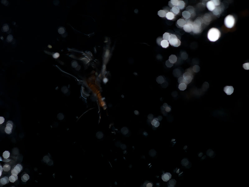 Mortal Mosaic: Underwater Photography of Life's Fragility