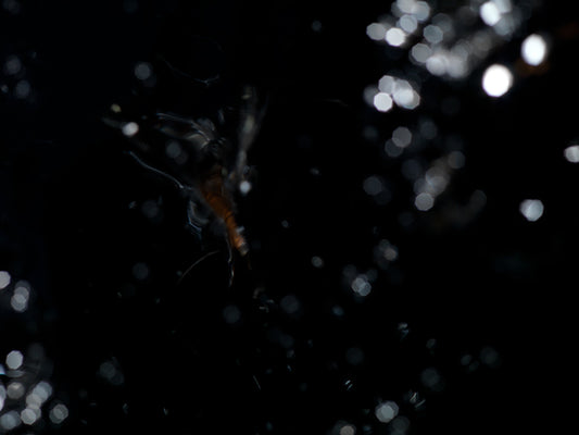 Mortal Mosaic: Underwater Photography of Life's Fragility