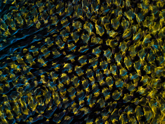 Design Inspiration Hub: Gravitational Waves via Cymatics Photography