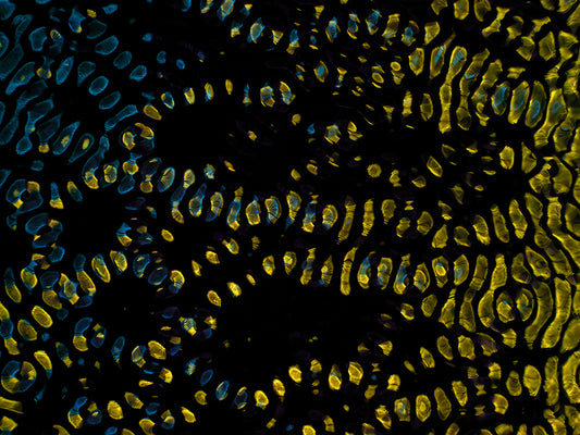 Designers' Oasis: Gravitational Waves Explored with Cymatics