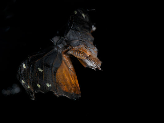 Ephemeral Elegance: Submerged Butterflies in Liquid Art"