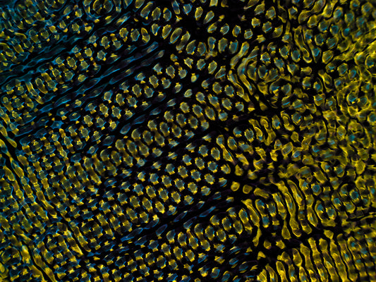Artistic image assets: Cymatics Photography Chronicles Gravitational Waves