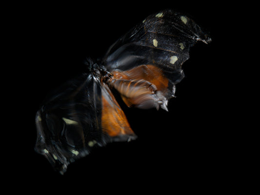 Aquatic Odyssey: Butterfly Breeding in Visual Reflection