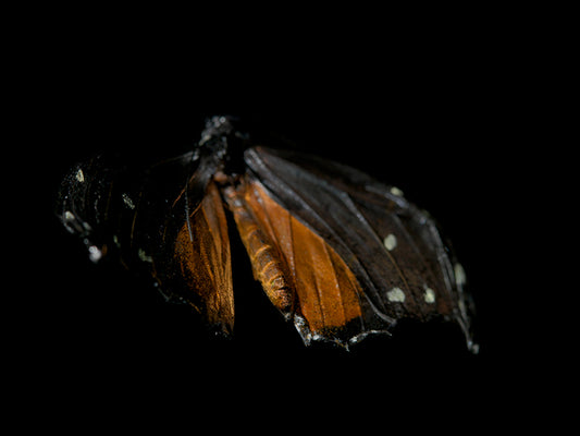 Transient Ballet: Underwater Photography of Fluttering Life
