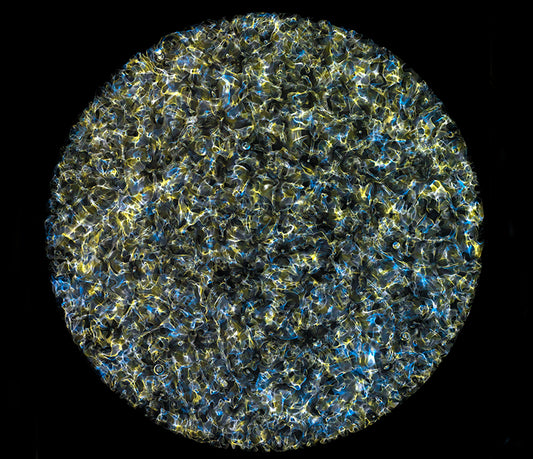 Scientific Revolution: Gravitational Waves Rediscovered with Cymatics