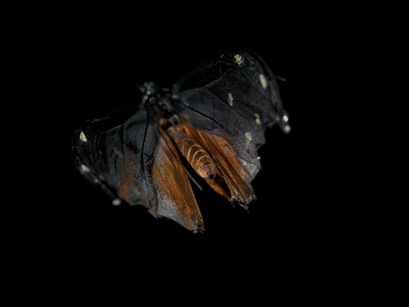 Vanishing Wingspan: Butterfly Breeding in Liquid Time