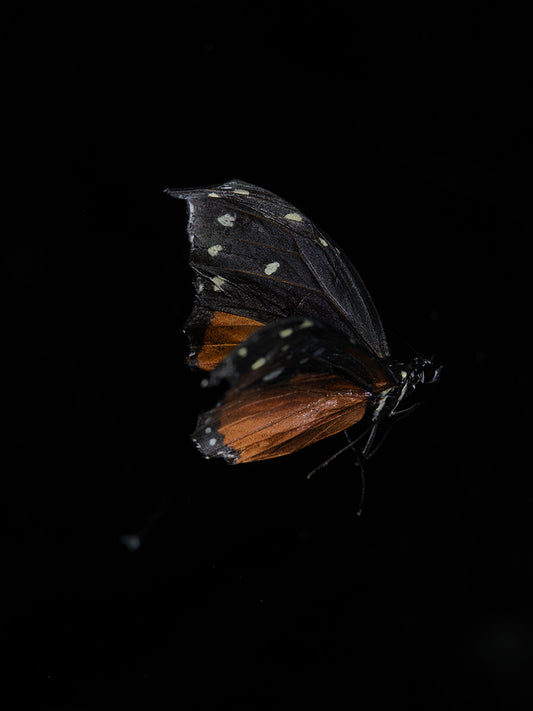 Fluidic Flutters: Underwater Butterfly Breeding Series
