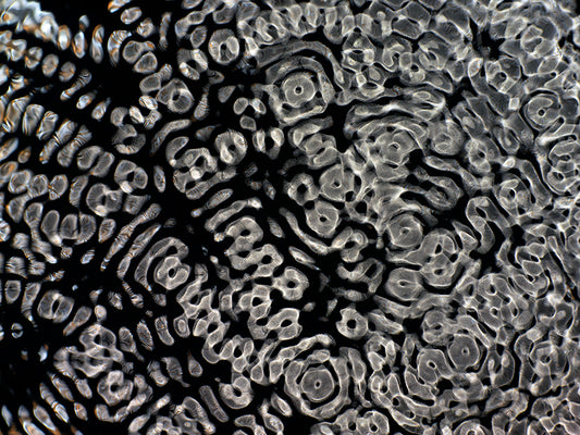 Visual Quest: Gravitational Waves Captured in Cymatics Photography Odyssey