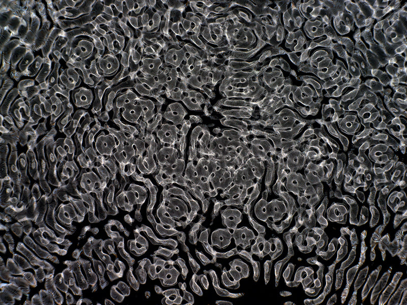 Design Luminary: Gravitational Waves in Cymatics Photography Showcase