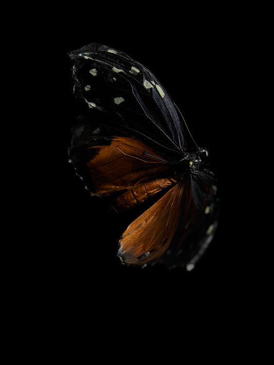 Ripples of Existence: Submerged Photography in Vanitas Style