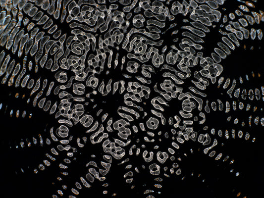 Artistic Voyage: Gravitational Waves Explored with Cymatics Photography