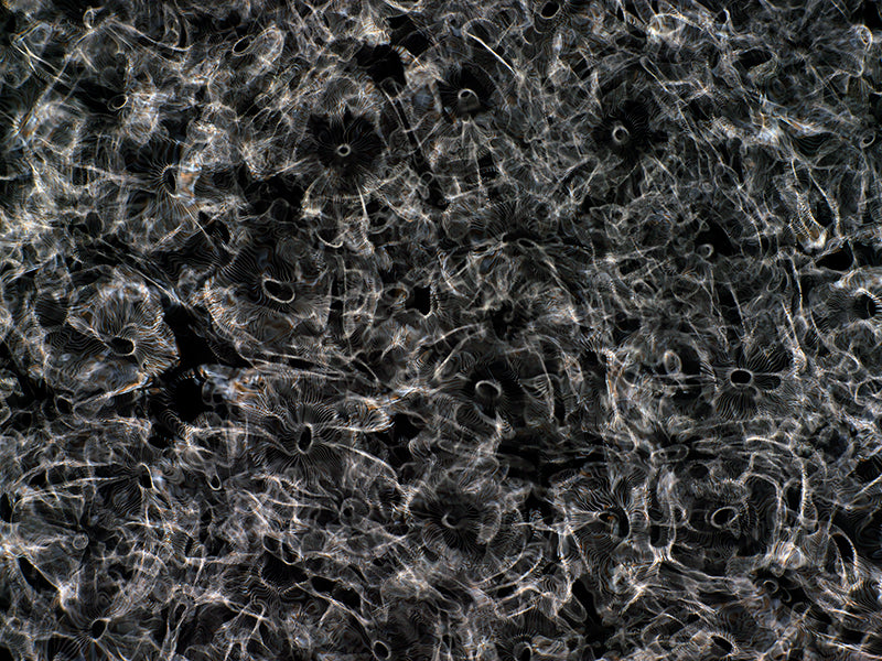 Visual Spectacle: Gravitational Waves Illustrated in Cymatics Artistry