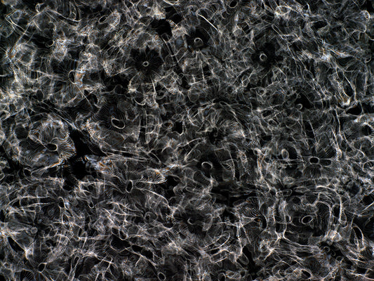 Visual Spectacle: Gravitational Waves Illustrated in Cymatics Artistry