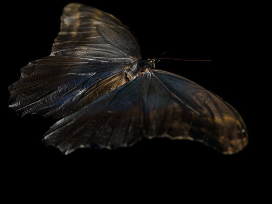 Watercolor Whispers: Butterfly Breeding in Liquid Beauty