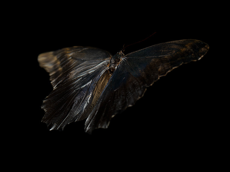 Mystical Metamorphosis: Life and Mortality in Aqua Art 116